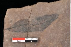 Foto (Detailsansicht) von Quercus palaeoilex Ettingshausen (NHMW-GEO-2024-0188-0752)